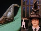 New species of spider named after "Harry Potter" sorting hat