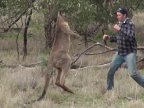 NO COMMENT! Man punches kangaroo in face in order to save his pet