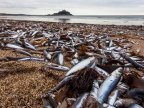 Hundreds of thousands of fish wash up on Cornish beach