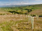 England may be in deforestation state due to lack of tree planting