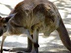 Couple's rude awakening as kangaroo crashes through window