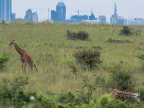 Analysis: Giraffes facing extinction after devastating decline