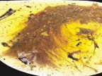 Dinosaur tail found preserved in amber in Myanmar