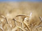 Wheat harvest has increased by 25 percent this year