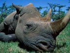 Texan hunter EXPLAINS his killing endangered African black rhino