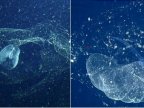 Mysterious ocean blob found for first time in century