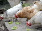 National Agency of Food Safety has banned import of poultry and meat from 13 European countries