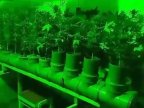 Cahul town residents detained for cultivation of drugs in laboratory (VIDEO)