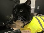 Felix the Huddersfield station cat given promotion in recognition of her mouse-catching skills