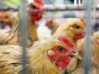 Chinese city to halt live poultry trade on bird flu concerns