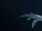 Prehistoric ghost shark filmed alive in its natural habitat (VIDEO)