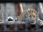 Amur leopard male pays visit to Chisinau zoo female 