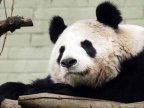 Pan Pan - oldest panda bear in world -- has died