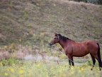 Moldova to start importing horse meat from Azerbaijan 