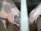 Moldova successfully removes swine fever hotbed