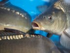 Fish vendors at main bazaar in Chisinau, raided