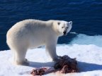 1/3 of polar bears will disappear, as global warming melts their ice platforms