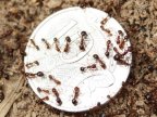 Report: Fire ants could become Australia's worst pest