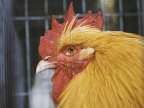 Moldovan villagers’ dilemma: is it ok to cook cocks over New Year?