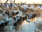 Research: World's largest reindeer herd drops in number