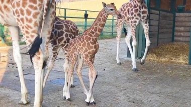Amazing footage shows baby giraffe dropping two metres to ground during birth (VIDEO)