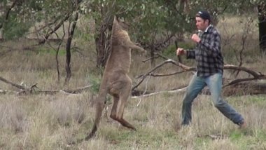 NO COMMENT! Man punches kangaroo in face in order to save his pet