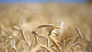 Wheat harvest has increased by 25 percent this year