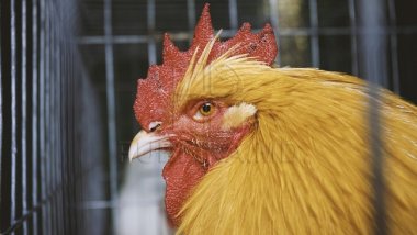 Moldovan villagers’ dilemma: is it ok to cook cocks over New Year?
