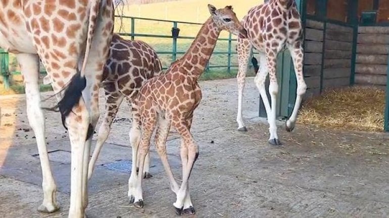 Amazing footage shows baby giraffe dropping two metres to ground during birth (VIDEO)