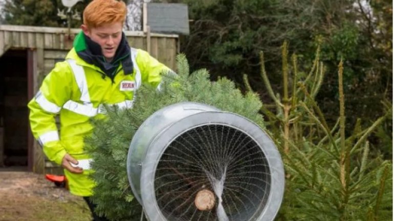 Schoolboy entrepreneur grows 1,500 Christmas trees to fund university fees