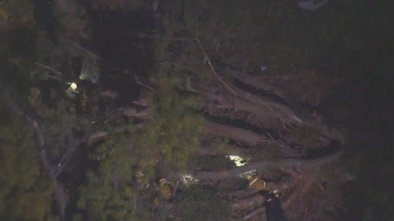 1 dead, 5 injured after tree falls on wedding party in California park