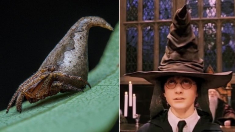 New species of spider named after "Harry Potter" sorting hat