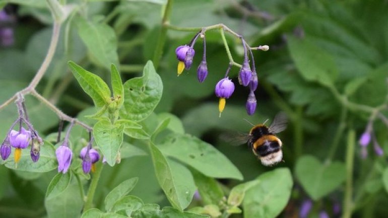 Pesticides stop bees buzzing and releasing pollen, says study