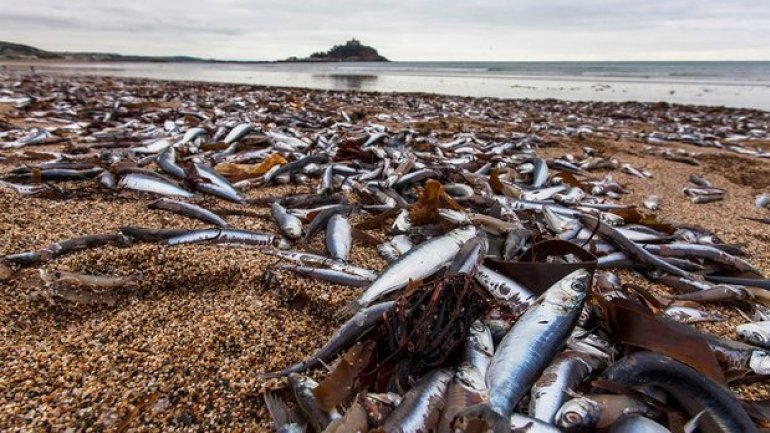 Hundreds of thousands of fish wash up on Cornish beach