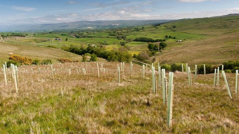 England may be in deforestation state due to lack of tree planting