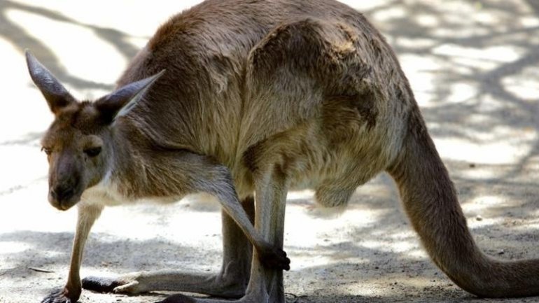 Couple's rude awakening as kangaroo crashes through window