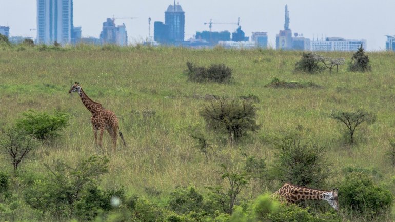 Analysis: Giraffes facing extinction after devastating decline