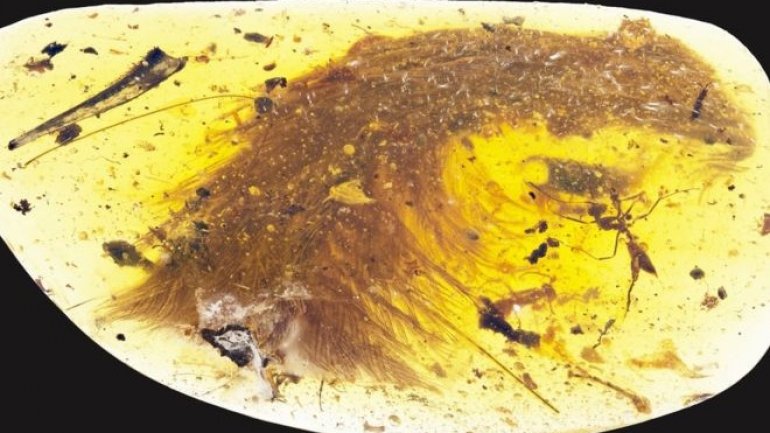 Dinosaur tail found preserved in amber in Myanmar