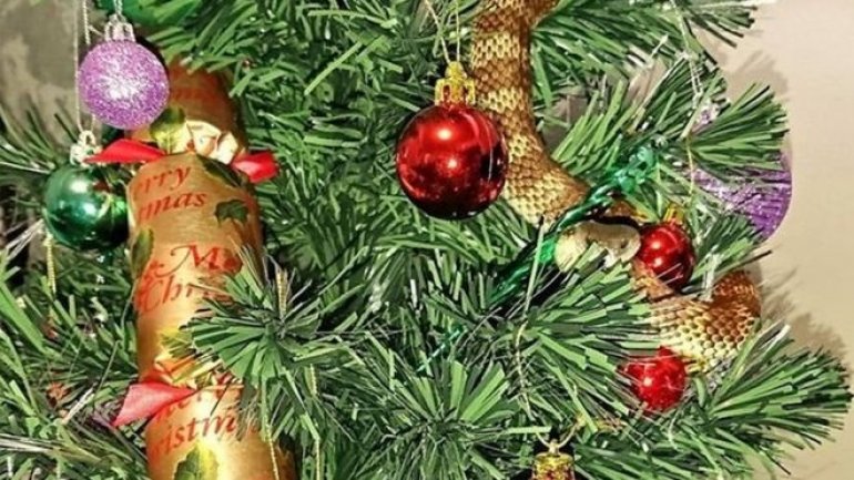 Australian woman finds snake curled up in Christmas tree