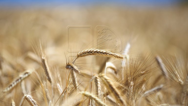 Wheat harvest has increased by 25 percent this year