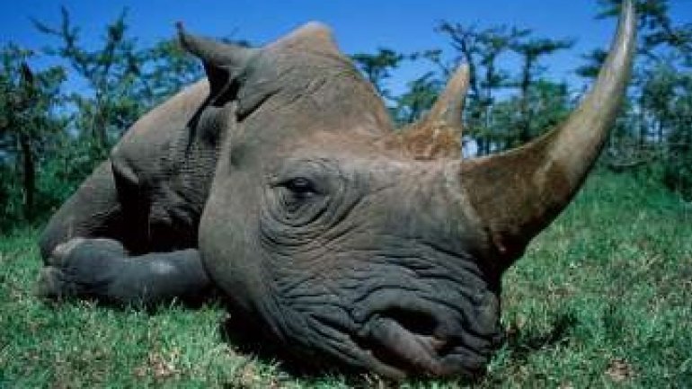 Texan hunter EXPLAINS his killing endangered African black rhino