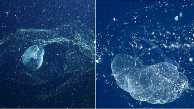 Mysterious ocean blob found for first time in century