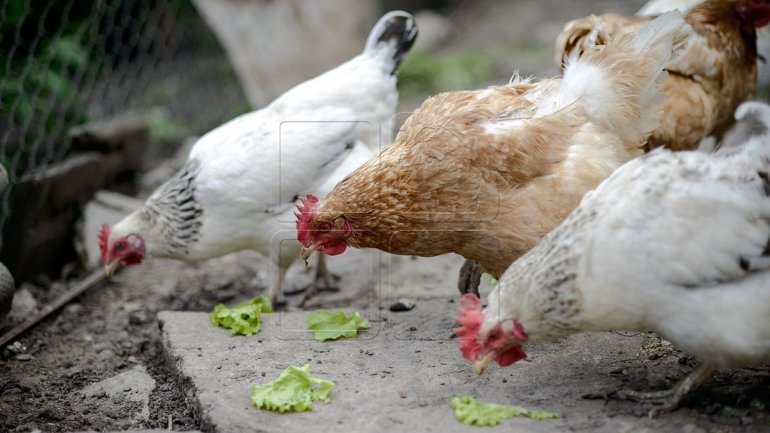 National Agency of Food Safety has banned import of poultry and meat from 13 European countries