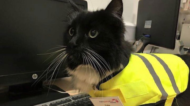 Felix the Huddersfield station cat given promotion in recognition of her mouse-catching skills