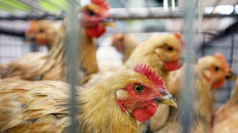 Chinese city to halt live poultry trade on bird flu concerns