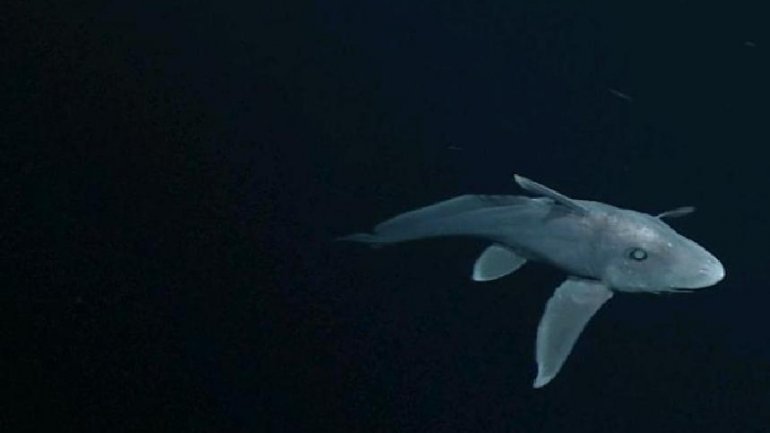 Prehistoric ghost shark filmed alive in its natural habitat (VIDEO)