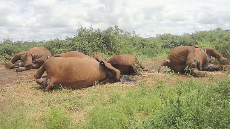 China sets ban on ivory imports