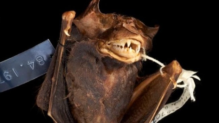 Bats falling from sky warning as Australia bakes in heatwave