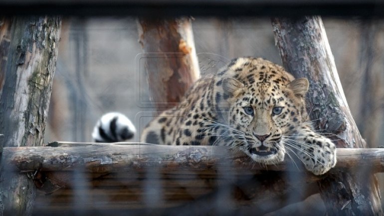 Amur leopard male pays visit to Chisinau zoo female 