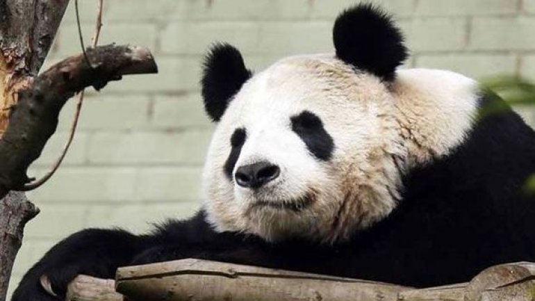 Pan Pan - oldest panda bear in world -- has died